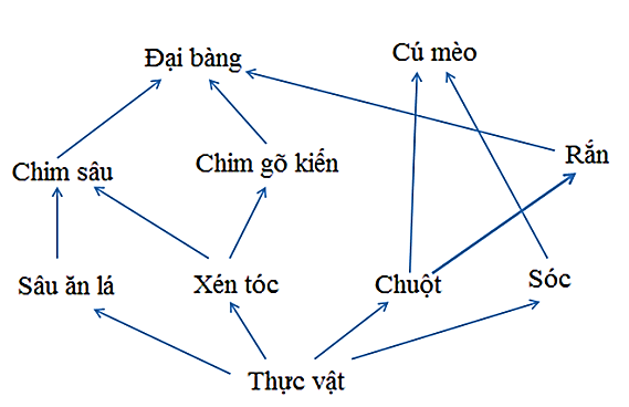 Một lưới thức ăn ở một hệ sinh thái trên cạn được thể hiện như Hình 16.   Hình 16 Đại bàng là loài sinh vật tham gia vào bao nhiêu chuỗi thức ăn trong lưới thức ăn trên? (ảnh 1)