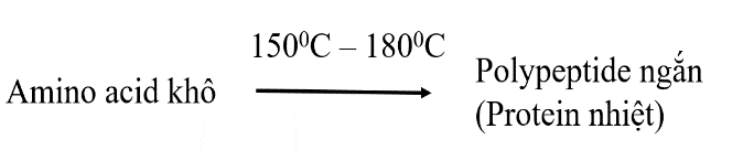 Sơ đồ bên mô tả thí nghiệm của Fox và cộng sự. Chất hữu cơ thu được là sản phẩm của giai đoạn tiến hóa 	A. tiền hóa học.              B. hóa học.	C. tiền sinh học. 			D. sinh học. (ảnh 1)