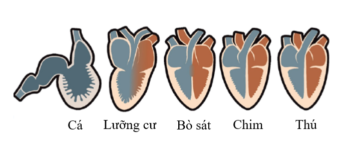 Hình 1 mô tả sự tiến hóa đơn giản về hình dạng và các ngăn của tim ở động vật có xương sống. Cấu trúc cơ bản của tim ở tất cả các loài động vật có xương sống đều giống nhau và thực hiện chức năng lưu thông máu.  (ảnh 1)