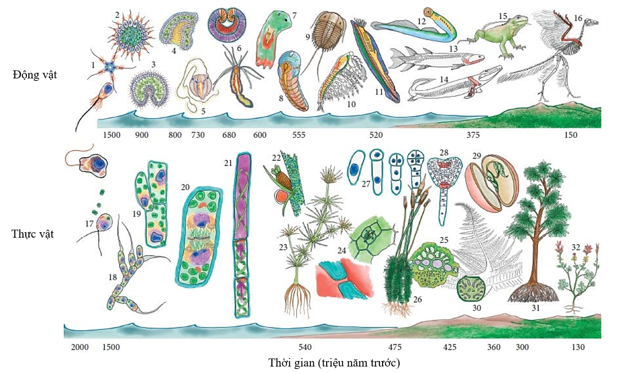 Dựa vào bằng chứng…(1)…người ta đã xác định được tổ tiên chung của thực vật và động vật xuất hiện cách đây …(2)… triệu năm. Cụm từ/từ tương ứng với (1), (2) lần lượt là (ảnh 1)
