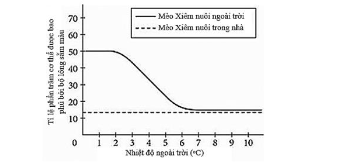 Ở loài mèo Xiêm thường có bộ lông sẫm màu hơn ở tai, mũi, bàn chân và đuôi. Các thí nghiệm thực tế đã cho thấy rằng nếu để mèo Xiêm ở ngoài trời trong thời gian nhiều hơn một giờ mỗi ngày và liên tục sáu ngày mỗi tuần  (ảnh 1)
