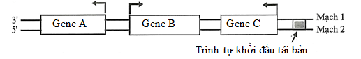 Sơ đồ dưới đây mô tả 3 gene A, B, C nằm trên phân tử DNA vùng nhân ở một vi khuẩn. Mũi tên ở mỗi gene chỉ vị trí bắt đầu phiên mã và hướng phiên mã của gene đó. (ảnh 1)