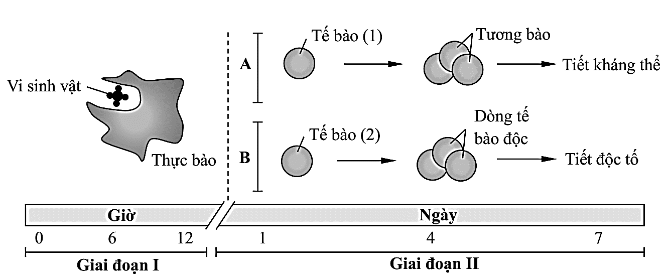 Hình bên dưới mô tả quá trình đáp ứng miễn dịch của cơ thể khi một loại vi sinh vật xâm nhập qua hàng rào bảo vệ tự nhiên của da, vượt qua lớp biểu mô và tiến vào bên trong cơ thể. (ảnh 1)