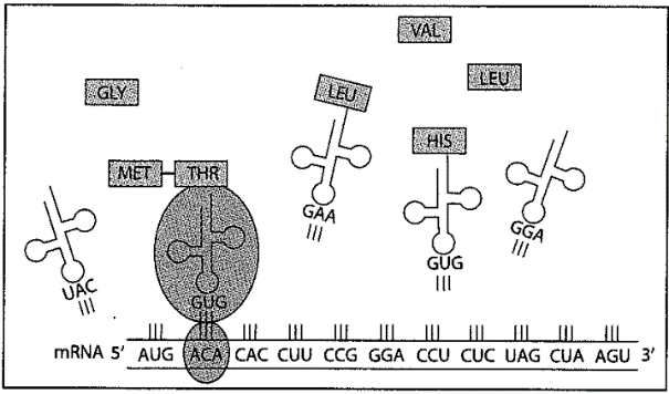 Hình bên mô tả quá trình tổng hợp chuỗi polypeptide từ một phân tử mRNA trong tế bào của một loài sinh vật nhân thực. Kết thúc quá trình này, chuỗi polypeptide được tạo ra có bao nhiêu amino acid? (ảnh 1)
