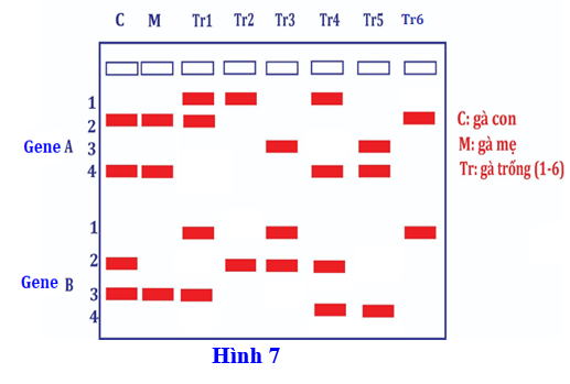 Dưới đây là hình ảnh điện di trình tự hai gene (A và B, mỗi gene có 2 allele) của một con gà con (C), là con của gà mẹ (M) và một trong sáu gà trống (Tr) trong một quần thể. (ảnh 1)