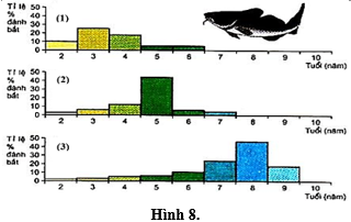 Để nghiên cứu thành phần nhóm tuổi và đánh giá tiềm năng khai thác ở 3 hồ cá (1), (2), (3) có điều kiện tự nhiên và thành phần loài tương đương nhau, người ta đã đánh bắt cá từ mỗi hồ rồi vẽ được biểu đồ phân bố nhóm tuổi như Hình 8. (ảnh 1)