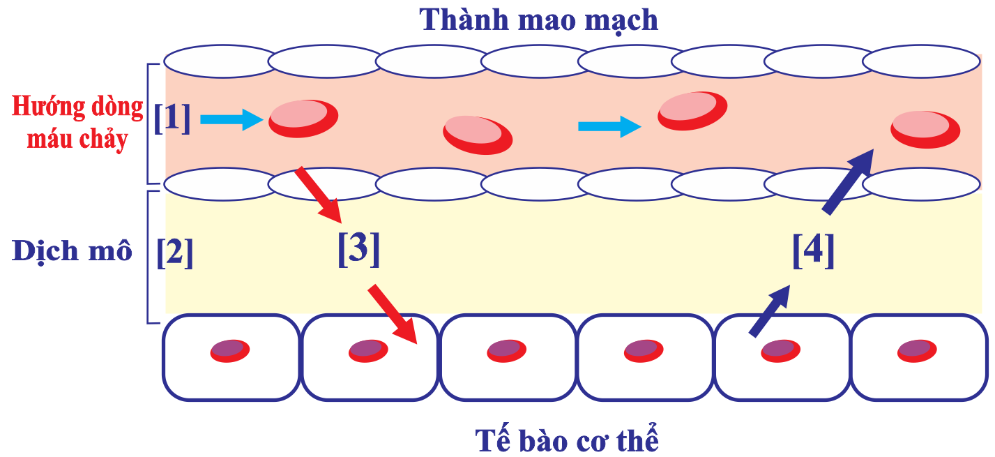 Sự trao đổi chất giữa máu và tế bào cơ thể diễn ra ở mao mạch theo hình? (ảnh 1)