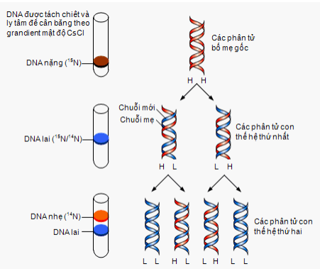 Nghiên cứu cơ chế tái bản DNA ở một loài sinh vật trong phòng thí nghiệm, các nhà khoa học thu được kết quả như hình bên. (ảnh 1)