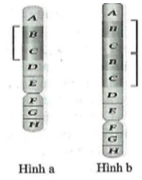 Sự biến đổi từ NST ban đầu (hình a) thành NST sau đột biến (hình b). Đây là dạng đột biến nào? A. Đảo đoạn. B. Lặp đoạn. C. Mất đoạn. D. Chuyển đoạn. (ảnh 1)