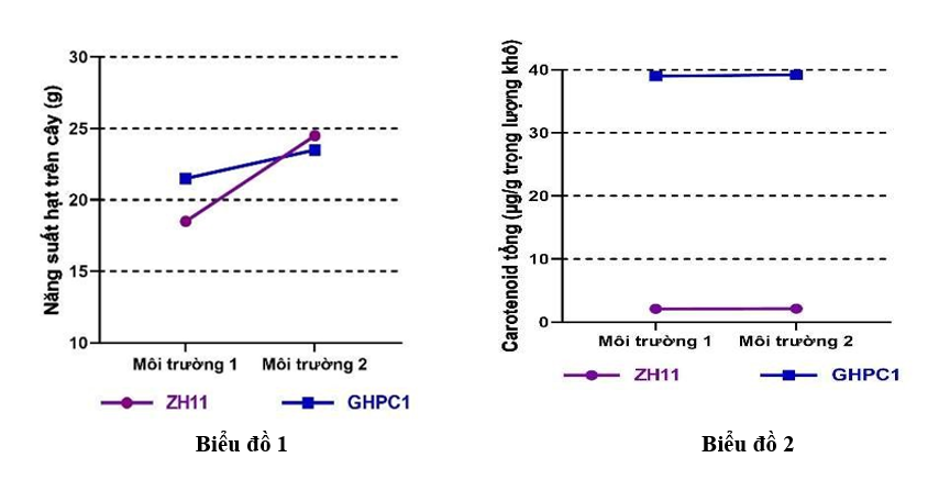 Để nghiên cứu sự biểu hiện tính trạng năng suất và hàm lượng carotenoid tổng số ở hai giống lúa (Oryza sativa L.) là ZH11 và GHPC1 trong các điều kiện gieo trồng khác nhau, (ảnh 1)