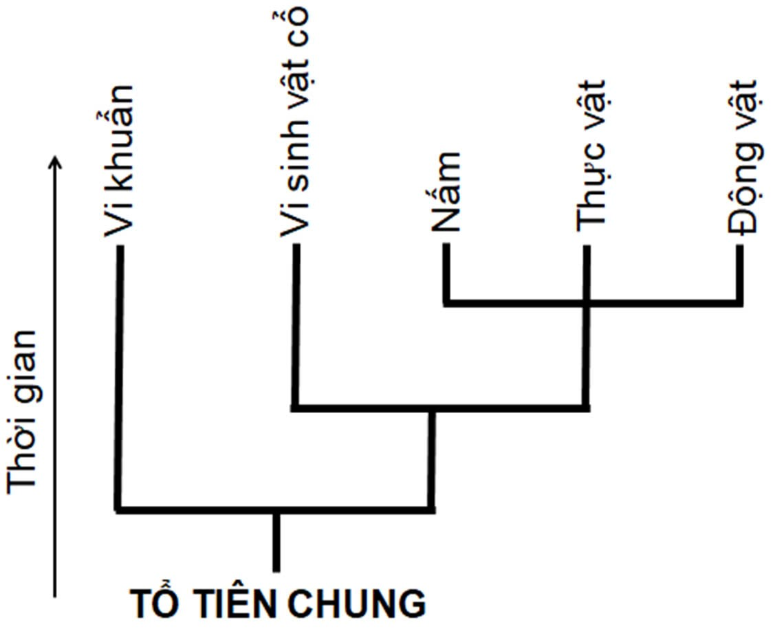 Theo sơ đồ cây phát sinh sự sống ở hình sau, nhóm vi khuẩn có tổ tiên chung gần nhất với nhóm sinh vật nào sau đây?   	A. Thực vật.	B. Nấm.	C. Động vật.	D. Vi sinh vật cổ. (ảnh 1)