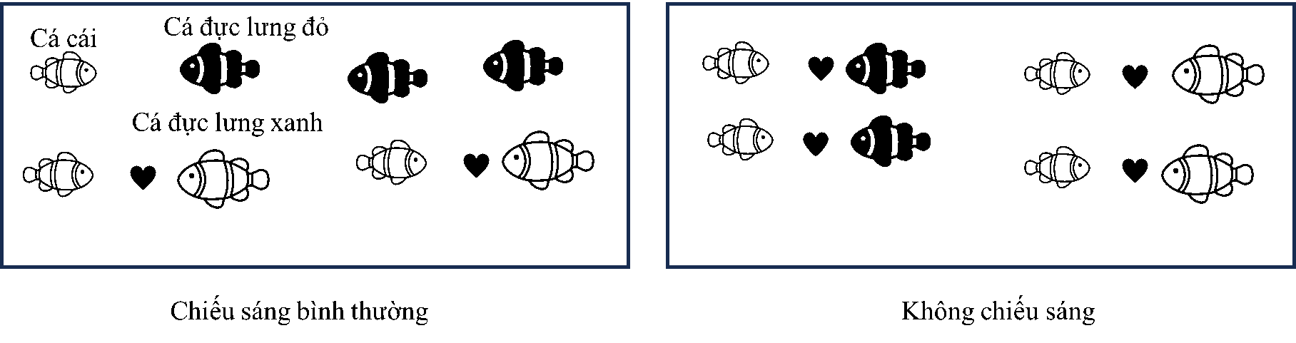 Ở hai loài cá cùng chi, các con cái có xu hướng chọn bạn tình dựa vào màu sắc của con đực ở thời kì sinh sản. Trong đó, con đực của loài Pundamilia pundamilia có lưng màu xanh nhạt, (ảnh 1)
