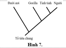 Cây phát sinh cho thấy quan hệ di truyền giữa loài Người và các loài linh trưởng gồm: (1) Đười ươi, (2) Tinh tinh, (3) Gorilla; được vẽ dựa trên các đột biến cấu trúc nhiễm sắc thể như Hình 7. (ảnh 1)
