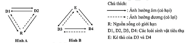 Hình A và hình B dưới đây mô tả về ảnh hưởng qua lại giữa các loài trong một quần xã. (ảnh 1)