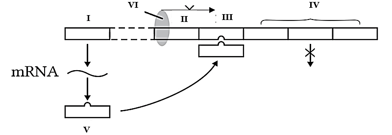 Hình 7 mô tả cơ chế điều hòa hoạt động của Operon lac ở vi khuẩn E. Coli . Hình 7 Dựa vào sơ đồ, mỗi kết luận sau đây là Đúng hay Sai? (ảnh 1)