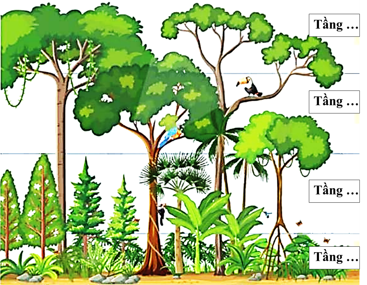 Hình sau mô tả sự phân bố của quần xã sinh vật ở rừng mưa nhiệt đới.     Cho các tầng sau đây: (1) tầng vượt tán, (2) tầng cây bụi và cây cỏ, (3) tầng dưới tán, (4) tầng tán rừng.  (ảnh 1)