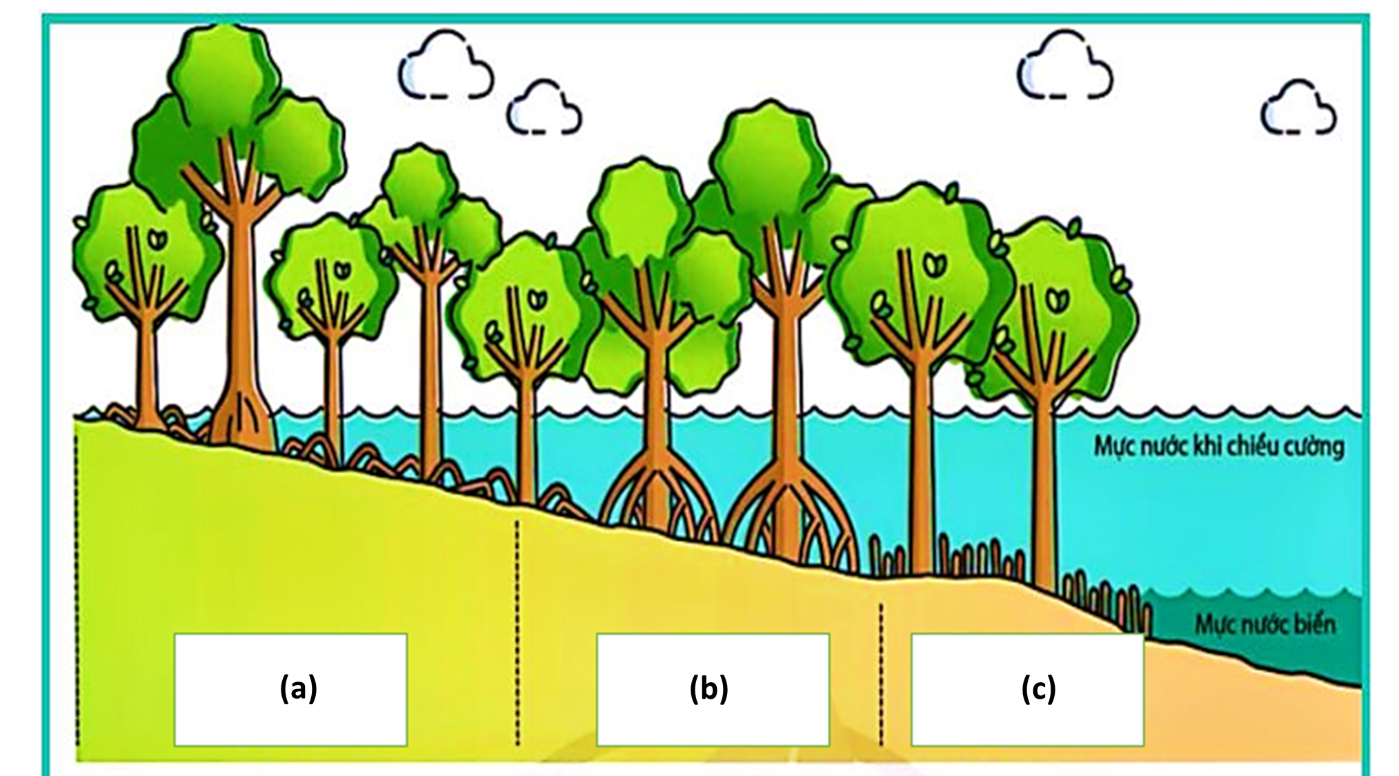 Hình sau thể hiện đặc trưng về cấu trúc không gian của quần xã rừng ngập mặn.     Cho các vùng sau:  (1) Vùng giáp biển;   (2) Vùng giữa;   (3) vùng giáp đất liền  Thứ tự các vùng trên tương ứng với (a), (b), (c) là (ảnh 1)