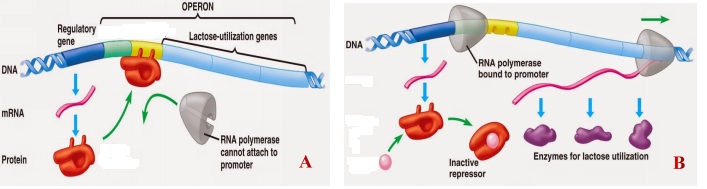 Hình dưới đây mô tả cơ chế điều hòa biểu hiện gene ở operon Lac của vi khuẩn E. coli .Quan sát sơ đồ và cho biết mỗi nhận định sau đây là Đúng hay Sai?” (ảnh 1)