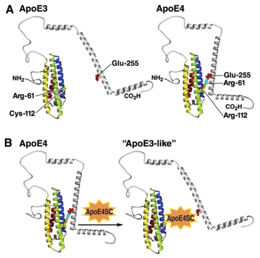 Các nhà khoa học phát hiện ra một số kiểu gene APOE4, APOE3, APOE2 quy định tính trạng bệnh Alzheimer nằm trên ty thể. Trong đó, gene APOE4 có tác động lớn nhất. (ảnh 1)