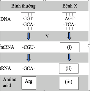 Bệnh X là một bệnh di truyền được gây ra bởi một đột biến điểm theo sơ đồ hình bên. Biết rằng Y là một quá trình sinh học; các số (i) , (ii) là các mã di truyền; (iii) là một loại amino acid. (ảnh 1)