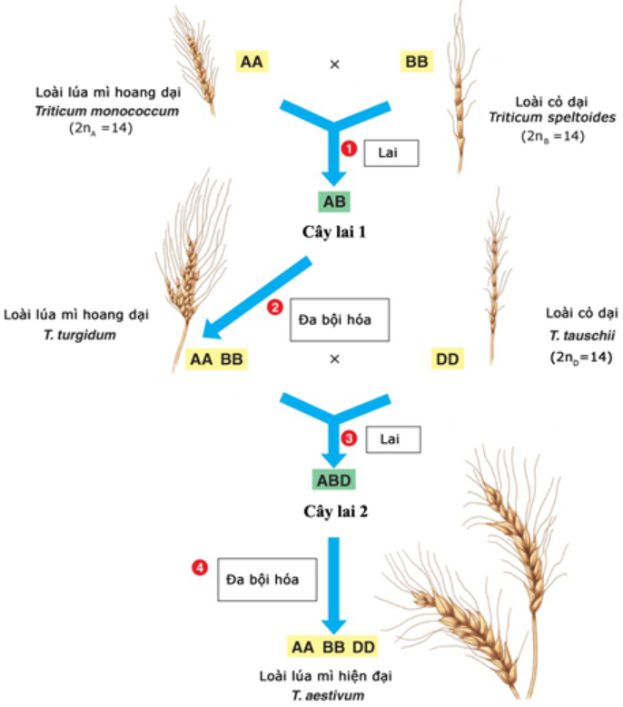 Cơ chế hình thành thể dị đa bội do lai xa và đa bội hoá được minh hoạ như hình bên Loài lúa mì Triticum aestivum có đặc điểm: (ảnh 1)