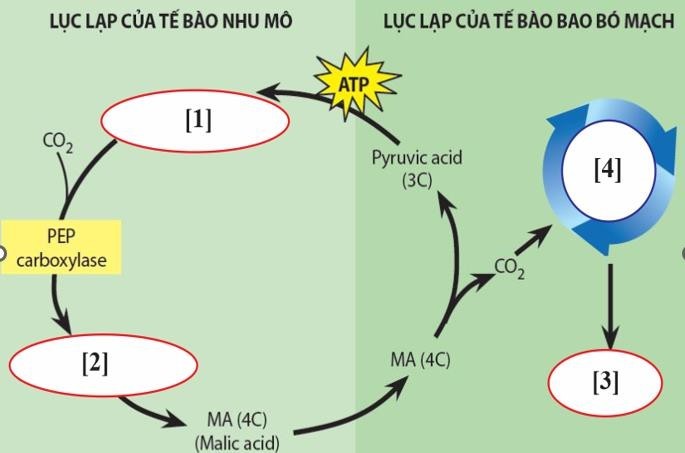 Hình vẽ sau mô tả về cơ chế quang hợp ở một loài thực vật. Dựa và sơ đồ, cho biết mỗi nhận định sau đây là đúng hay sai? (ảnh 1)