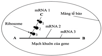 Hình dưới đây là sơ đồ mô tả quá trình di truyền cấp phân tử trong tế bào của một loài sinh vật. Quan sát sơ đồ và cho biết mỗi nhận định sau đúng hay sai? (ảnh 1)