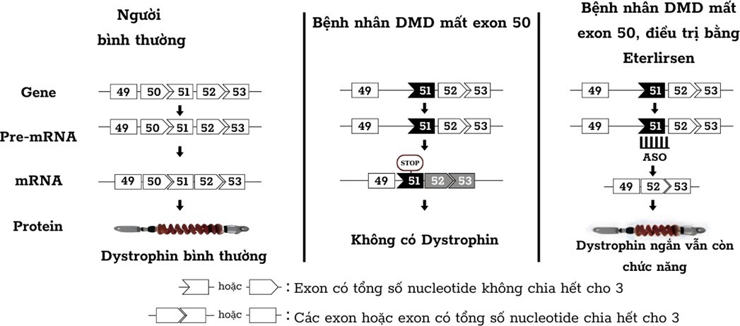 Gene Dystrophin nằm trên nhiễm sắc thể X, là gene dài nhất ở người, gồm 79 exon, chịu trách nhiệm tổng hợp protein Dystrophin, có chức năng bảo vệ tế bào cơ, giữ cho màng sợi cơ được vững chắc, (ảnh 1)