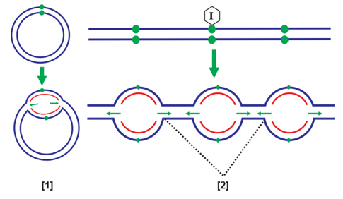Hình sau đây mô tả cơ chế di truyền trong nhân tế bào ở sinh vật nhân thực và nhân sơ. Mỗi nhận định sau đây là đúng hay sai? (ảnh 1)