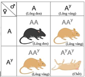 Bảng sau mô tả thí nghiệm lai một tính trạng ở một loài chuột Căn cứ vào kết quả thí nghiệm trong bảng, có bao nhiêu kết luận sau đây đúng? (ảnh 1)