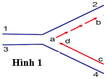 Hình 1 mô tả quá trình tái bản của DNA, nhận định nào sau đây đúng? (ảnh 1)