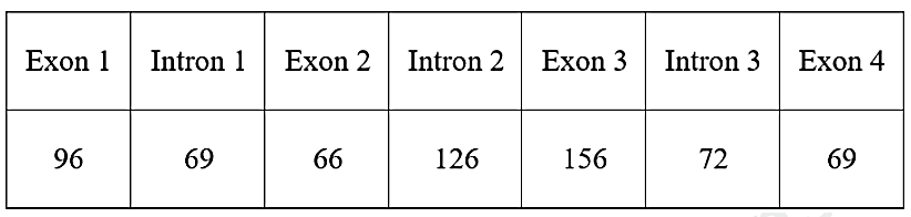Xét một gene cấu trúc ở một sinh vật nhân thực, vùng mã hoá có các đoạn exon và intron với số lượng các cặp nucleotide tương ứng như sau:     Chuỗi polipeptide do gene trên tổng hợp chứa bao nhiêu amino acid? (ảnh 1)