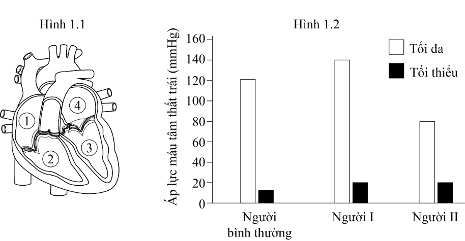 1.1 mô tả một số thành phần trong cấu trúc của tim ở hệ tuần hoàn người. Hình 1.2 biểu thị giá trị áp lực tâm thất trái ghi được ở trạng thái nghỉ ngơi của 3 người: người bình thường khỏe mạnh, người I và người II. (ảnh 1)