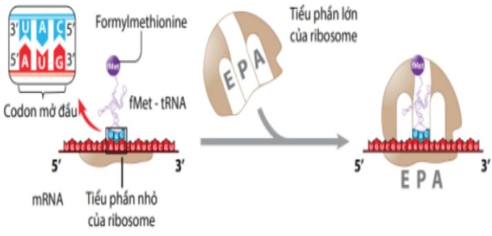 Hình ảnh dưới đây mô tả giai đoạn nào của quá trình tổng hợp chuỗi polypeptide.  ở sinh vật nhân sơ?   A. Kết thúc.	     	B. Khởi đầu.	    C. Kéo dài.			D. Hoạt hóa amino acid. (ảnh 1)