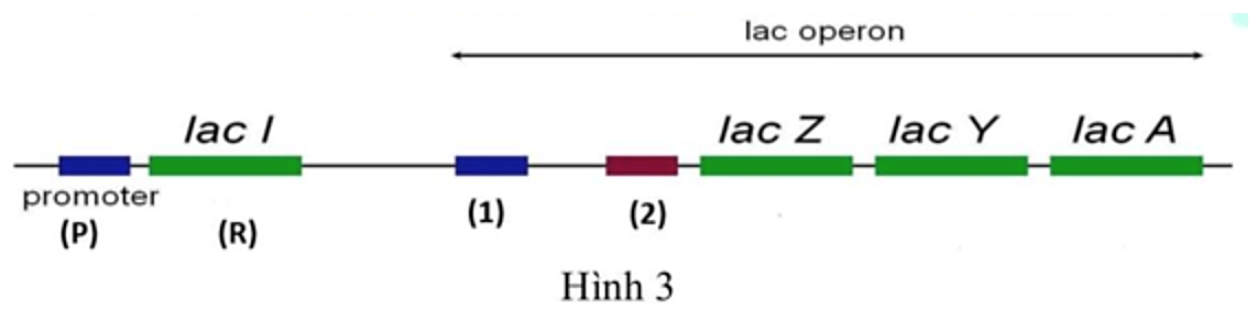 Hình 3 dưới đây mô tả cấu trúc của operon Lac theo Mono và Jacob:   Theo mô hình này chú thích (1) là 	A. protein ức chế. 	B. vùng vận hành. 	C. vùng khởi động. 	D. gene điều hòa. (ảnh 1)