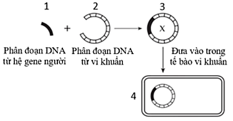 Sơ đồ hình sau mô tả kỹ thuật chuyển gene từ tế bào người vào vi khuẩn. Theo sơ đồ này, gene người được biểu hiện ở cấu trúc số mấy? (ảnh 1)