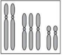 Hình vẽ dưới đây mô tả bộ NST trong một tế bào sinh dưỡng của một thể đột biến. Đây là dạng đột biến thể: A. một nhiễm. B. ba nhiễm. C. không nhiễm. D. bốn nhiễm. (ảnh 1)