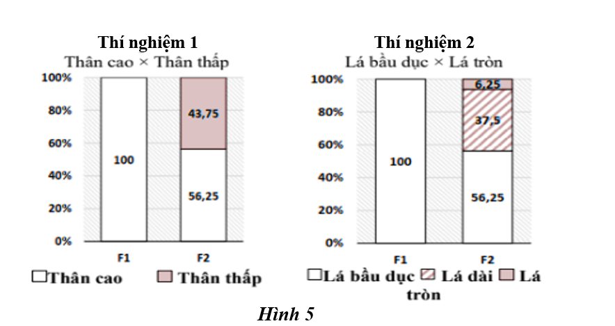 Ở một loài thực vật có hoa, xét hai tính trạng là chiều cao thân và hình dạng lá; mỗi tính trạng do 2 cặp gene  quy định, các gene  quy định các tính trạng phân li độc lập với nhau.  (ảnh 1)