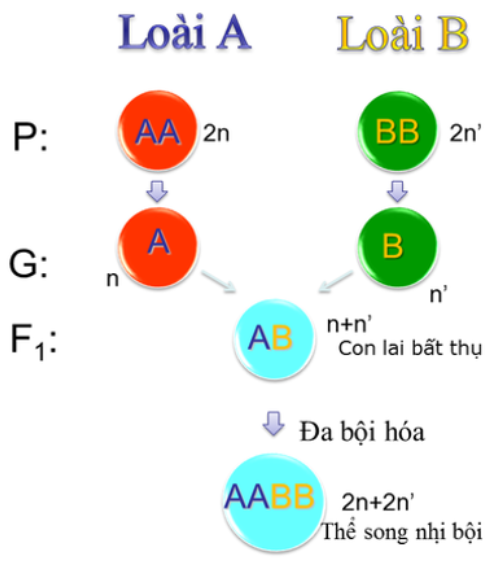 Hình 2 minh họa quá trình lai xa và đa bội hóa, một cơ chế quan trọng trong di truyền và tiến hóa. (ảnh 1)