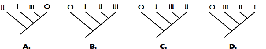 Bảng sau để chỉ ra sự có mặt biểu thị số “1” hay vắng mặt biểu thị số “0” của các tính trạng X, Y, Z ở loài I, II, và III. Cây nào sau đây phản ánh chính xác dữ liệu trong bảng? (ảnh 1)