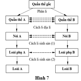 Hình 7 mô tả mối liên hệ giữa các cơ chế cách li với sự hình thành loài ở một quần thể. Kí hiệu thể hiện mức độ diễn ra của dòng gene (ảnh 2)