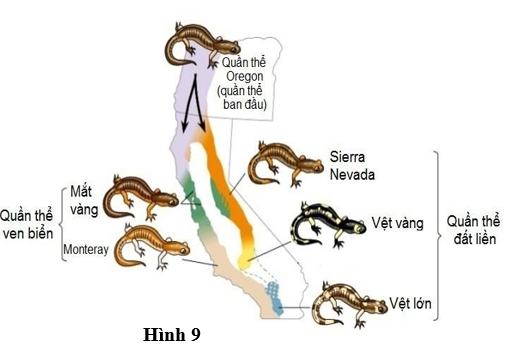 Hình 9 mô tả quá trình hình thành loài khác khu vực địa lí ở kỳ giông từ quần thể kỳ giông Oregon. Hãy nghiên cứu hình ảnh về quá trình hình thành loài và sắp xếp các giai đoạn sau theo trình tự đúng? (ảnh 1)