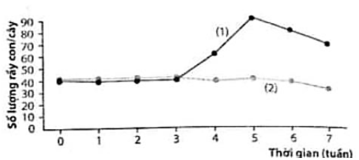 Các nhà khoa học theo dõi thấy kiến và rầy là hai loài côn trùng thường sống trên cùng một loài cây. Rầy hút nhựa cây có đường và bài tiết lượng đường dư thừa làm thức ăn cho kiến.  (ảnh 1)