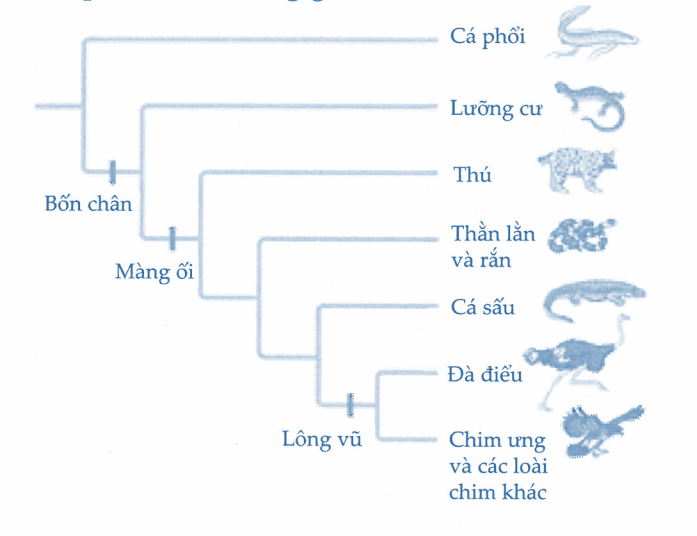 Dựa trên các số liệu giải phẫu và phân tích trình tự DNA, người ta đã xây dựng được cây tiến hóa phản ánh mối quan hệ họ hàng giữa các loài như hình sau: (ảnh 1)
