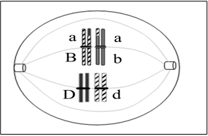 Hình bên mô tả tế bào X ở một người phụ nữ đang giảm phân. Biết không xảy ra đột biến: a, B, b, D, d là kí hiệu các gen trên các nhiễm sắc thể. (ảnh 1)