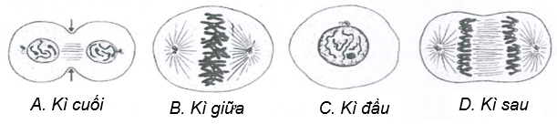 Hình dưới đây mô tả các giai đoạn nguyên phân của một tế bào động vật lưỡng bội (2n).    Trình tự đúng của các giai đoạn là  (ảnh 1)