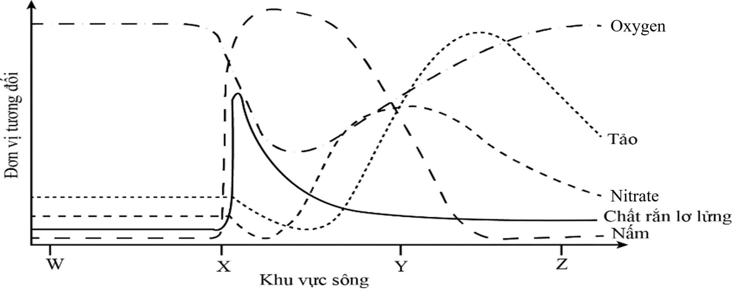 Một công ty thường xuyên xả nước thải ra ngoài sông qua các trạm phát thải. Con sông ở gần đó đã bị ô nhiễm nghiêm trọng và ảnh hưởng tới sự sinh trưởng và phát triển của một số loài sinh vật ở con sông.  (ảnh 2)