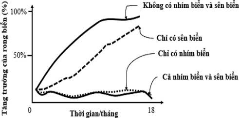 Nhím biển (Echinoidea) là nguồn thức ăn cho rái cá (Enhydra lutris). Quần thể nhím biển có xu hướng mở rộng tại nơi đáy biển bị con người phá hủy. Nhím biển, sên biển (Patella vulgata) và rong biển (Sargassum henslowianum) có thể sống chung ở một chỗ. (ảnh 1)