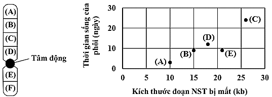 Xử lý phôi của một loài côn trùng gây đột biến mất đoạn nhiễm sắc thể (NST) ở sáu vị trí khác nhau (A, B, C, D, E và F) được thể hiện ở hình bên dưới. Theo dõi thời gian sống của các phôi tương ứng với các đột biến, (ảnh 1)
