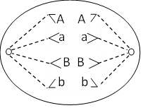 Hình 2 mô tả tế bào rễ ở một loài thực vật đang phân bào, hãy dự đoán tế bào đang ở kì nào của quá trình phân bào? (ảnh 1)